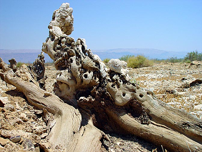 גזעי עצים בני 700 שנה, שהתייבשו בהצפה ונחשפו עם נסיגת ים המלח, מצפון לשמורת עיינות ים צוקים (עין פשח'ה), 2003