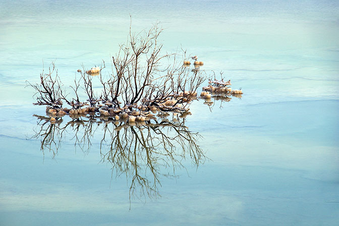 גבישי מלח בים המלח על צמחי אשל, חוף נווה זוהר 2003