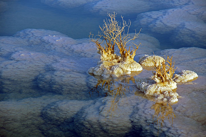 Salt crystals surrounding Tamarix plants in the sunset, Neve Zohar coast 2016