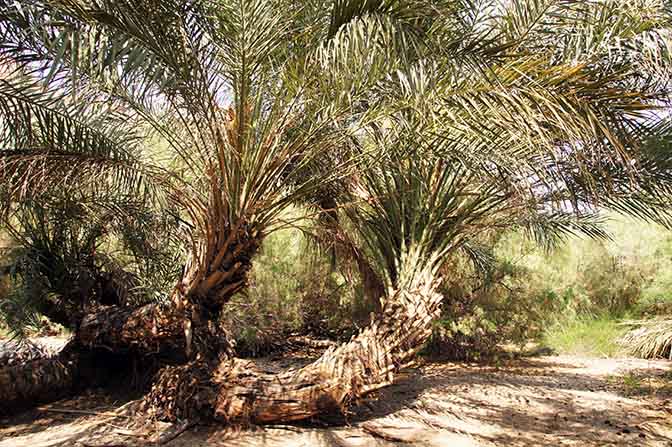 Palm trunks stuck out after they fell in a fire, The Hidden Oasis of Einot Zukim (Ein Feshka) nature reserve 2016