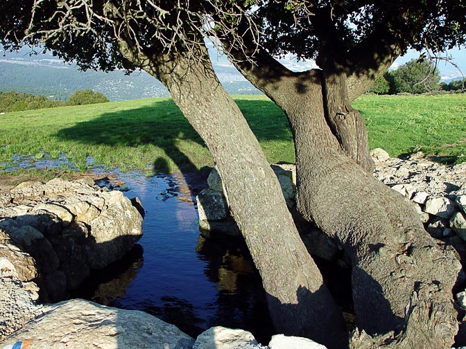The oak tree at Zeved spring , and the water spring underneath, Mount Meiron, The Israel National Trail, The Upper Galilee 2003