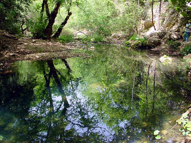 A beautiful reflection of the wilderness in the Keziv Creek, The Upper Galilee 2001