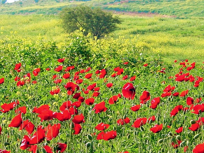 A field of Papaver umbonatum and Sinapis arvensis in Tabor Creek, The Israel National Trail, The Lower Galilee 2002