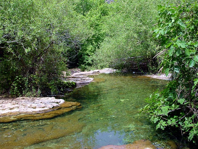 The thicket with a stream in the Keziv Creek, The Upper Galilee 2001