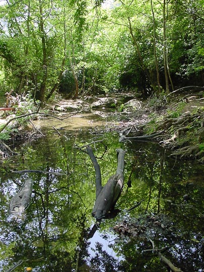 Reflection in the Keziv Creek, The Upper Galilee 2001