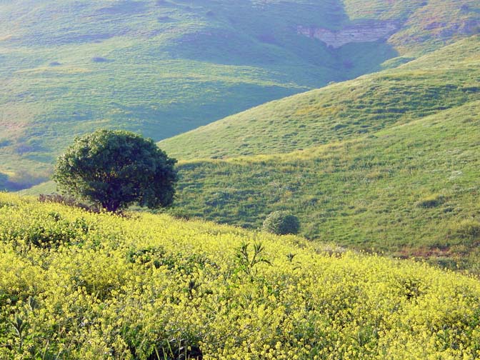 A yellow field of Sinapis arvensis in the Tabor Creek, close to  Kibbutz Gazit, The Lower Galilee 2002