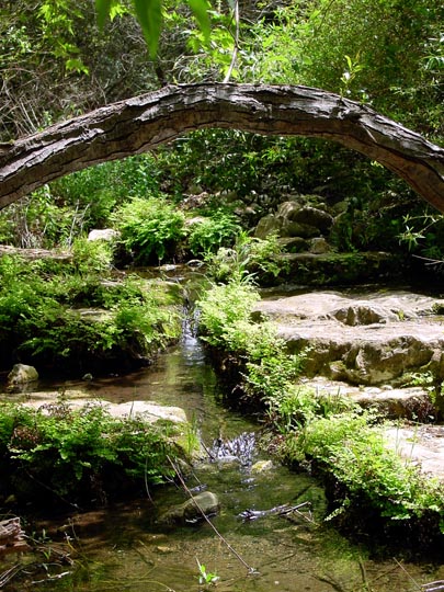 A green thicket with a stream in the Keziv Creek, The Upper Galilee 2001