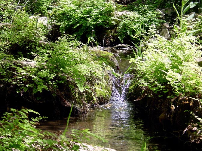 A green thicket with a stream in the Keziv Creek, The Upper Galilee 2001
