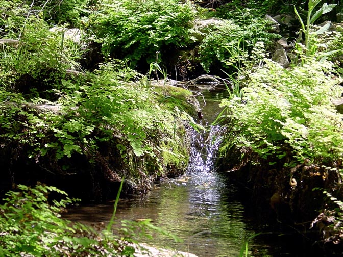 A green thicket with a stream in the Keziv Creek, The Upper Galilee 2001