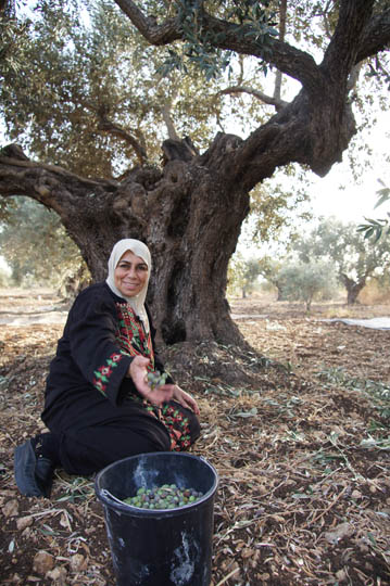 Assama collects olives during the harvest, Makr 2011