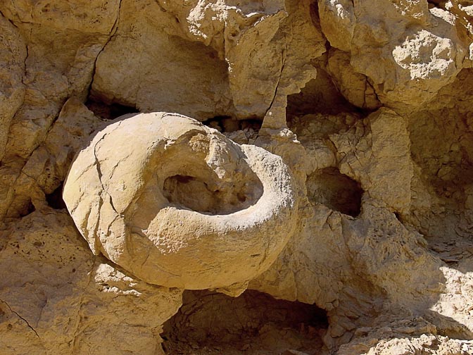 קונכיה סלילית שטוחה של אמוניט מאובן במזרח הרמון, שביל ישראל 2002