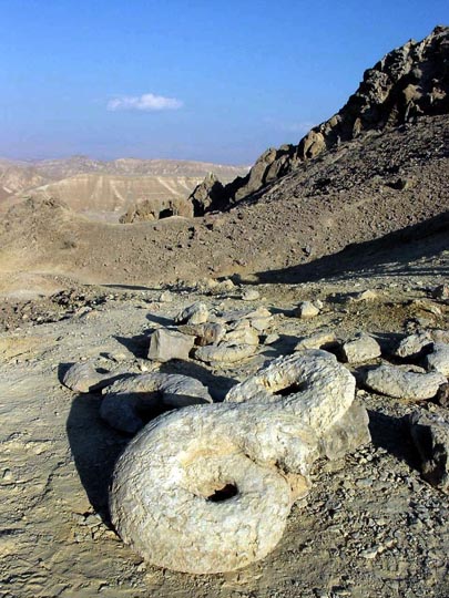 קונכיות סליליות שטוחות של אמוניט מאובן במזרח הרמון, שביל ישראל 2002