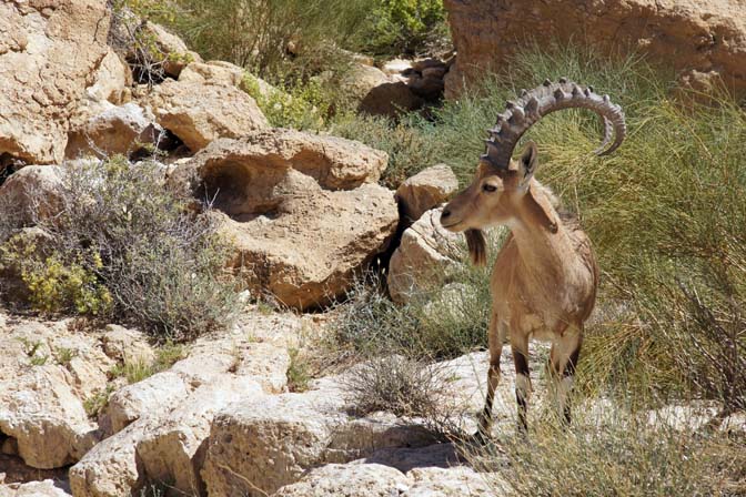 An Ibex (Capra) in Tzaror creek, 2014