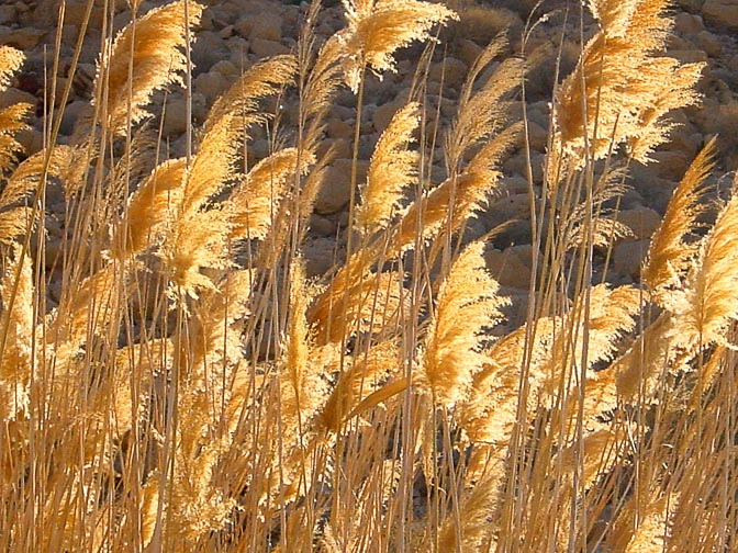 Reed (Phragmites australis) flowers shining in the morning light, in the Cave Spring (Ein Meaara), 2002