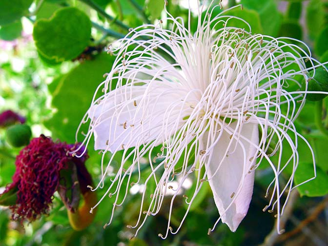 White blossom of Capparis sinaica, East Sinai Peninsula 2003