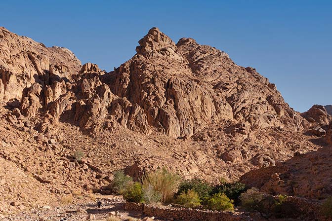 A tree fruit bustan (Bedouin garden) in Wadi Zawatin, 2021