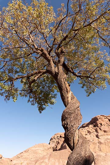The twisted trunk of an almond tree at Farsh (small basin) Loza, 2021
