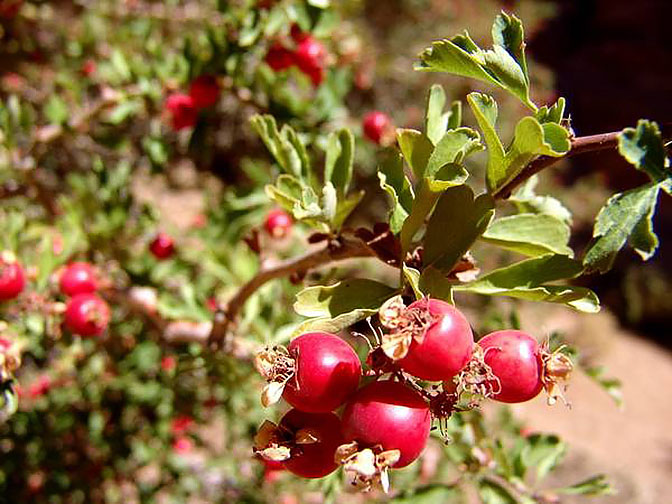 Red fruits of a Crataegus sinaicus in Farsh Abu Mahashur, 2005