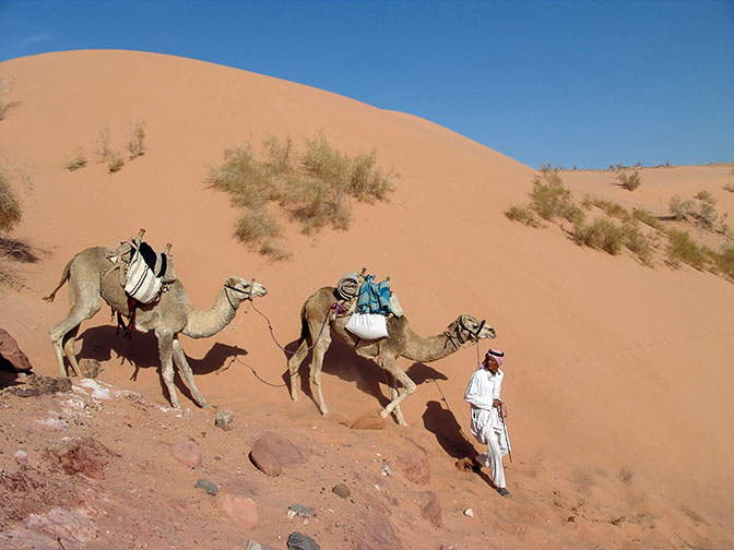 סלים מוביל את הגמלים במורד הדיונה הגדולה, ואדי ראקייה 2006