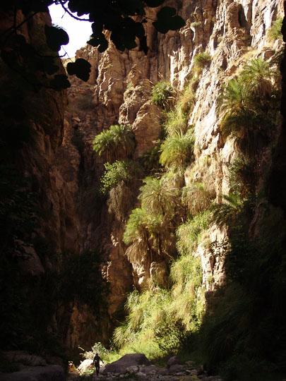 Palms decorating the ravines of Wadi el Karak, 2007