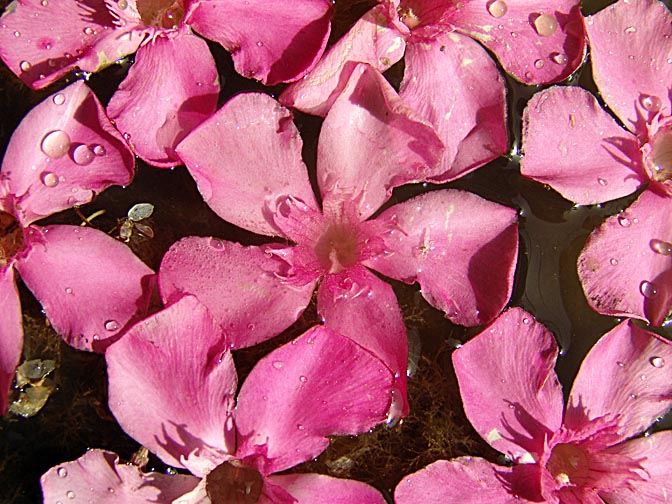 פרחים ורודים של הרדוף הנחלים צפים במי ואדי היידן, 2007