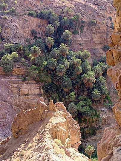 Palm trees hanging from the cliffs of Wadi Manshala, 2007
