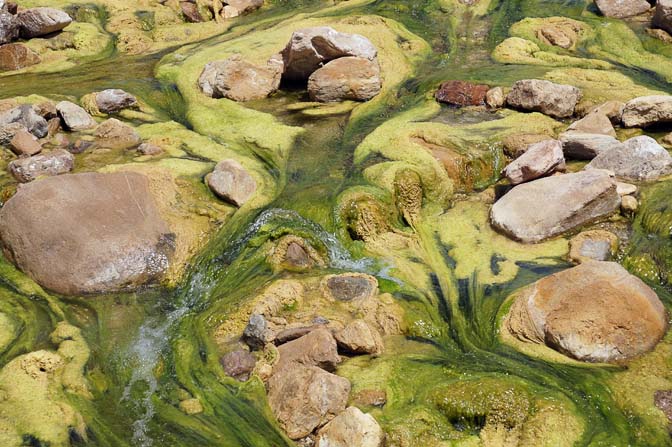 שטיח צבעוני של סלעים, מים זורמים ואצות ירוקיות חוטיות בוואדי מוחייריס, 2012