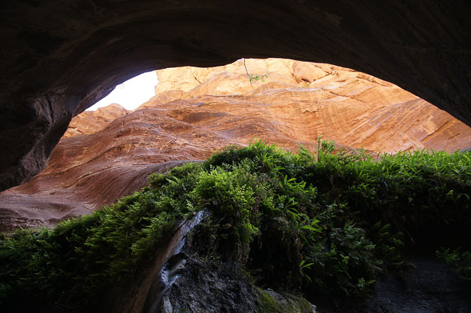 Ferns decorating the ravines of Wadi Ghweir, 2014