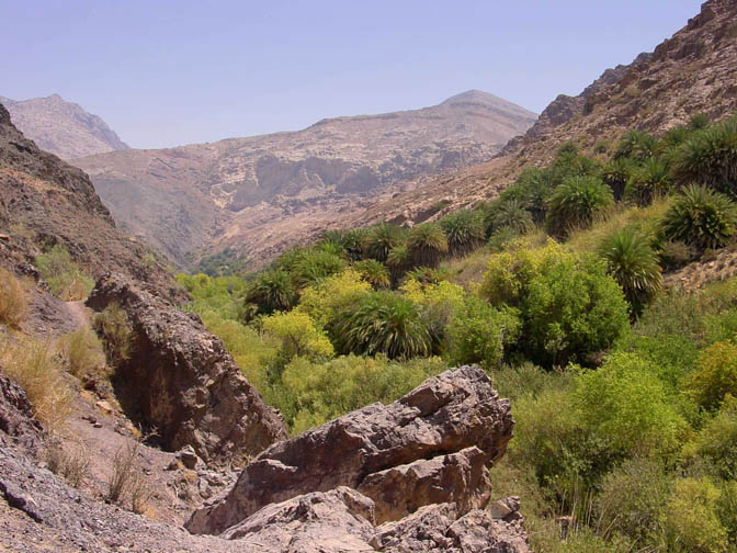 The palm trees above Wadi Hammam Datneh, 2000