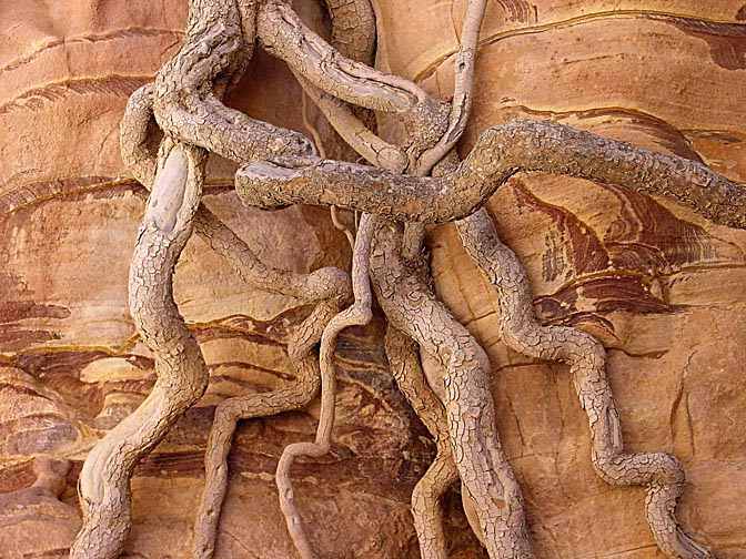 Exposed roots on a colorful sandstone formation in Wadi Feid, 2000