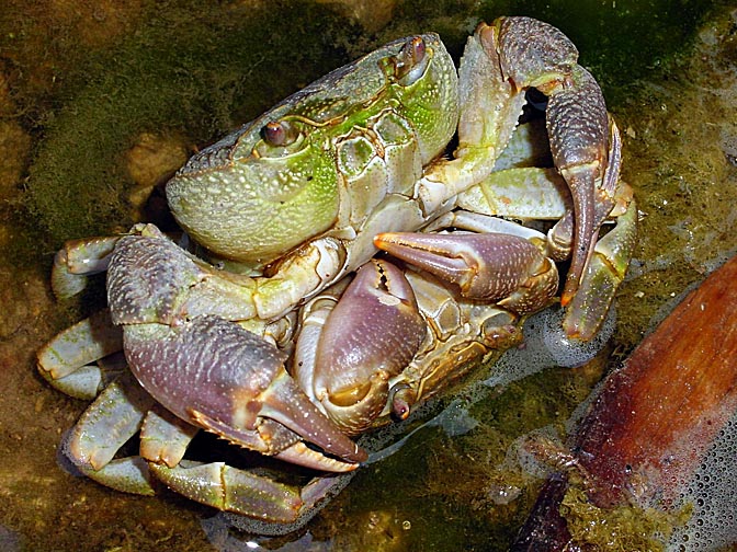 Crabs (Potamon potamios) mating in Wadi Feid, 2003