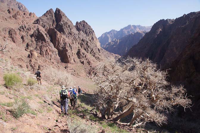 Juniperus pheonicea in Wadi Abu Mahmud, 2014