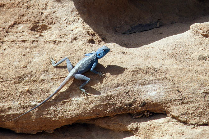 Turquoise headed Agama sinaita lizard in Jabel Juleif, 2010