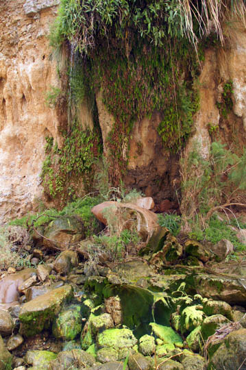 The dripping walls water the top Adiantum capillus-veneris ferns and bottom mosses, 2014