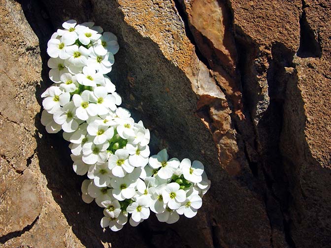 פרח לבן מתחבא בחריץ סלע, ברמת אלדאלר 2002