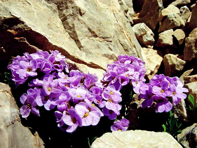 A purple flower hides for survival up in the Aladaglar uplands, 2002