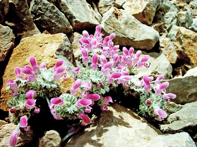 פרחים מבצבצים מתוך הסלע, ברמת אלדאלר 2002