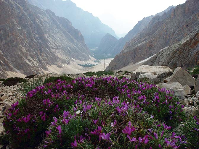 A blooming bush on descent from the Aladaglar uplands, 2002