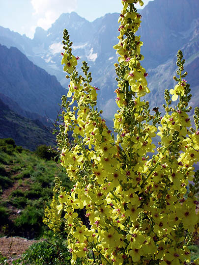 Yellow Verbascum  blossoms in the slopes of the Aladaglar mountain range, 2002