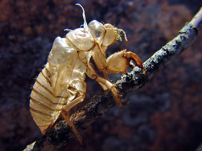 Cicada slough on the way down from the Aladaglar mountain range, 2002