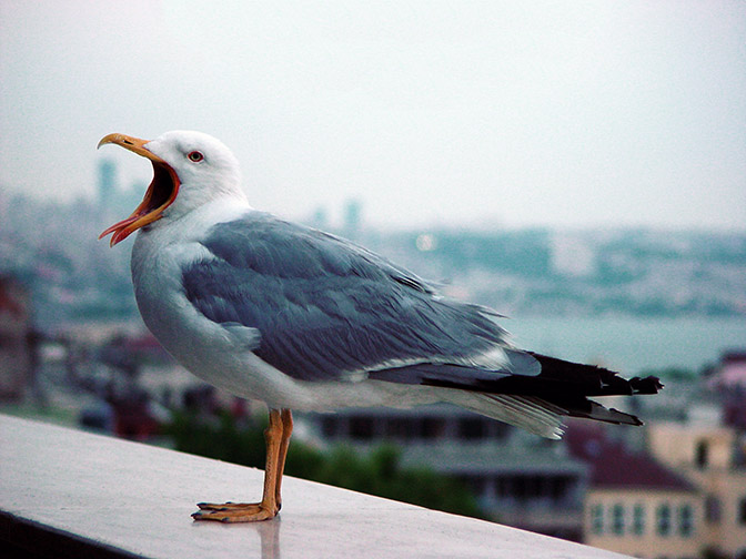A Seagull at twilight, 2003