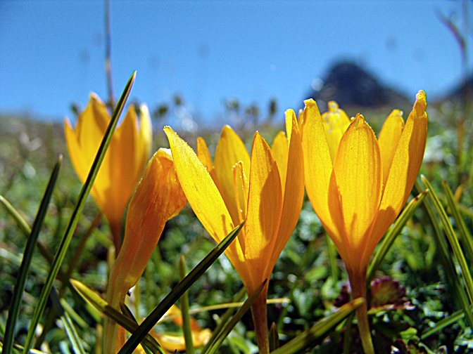 Crocus vitellinus blossom around Yukari Kavron, 2005