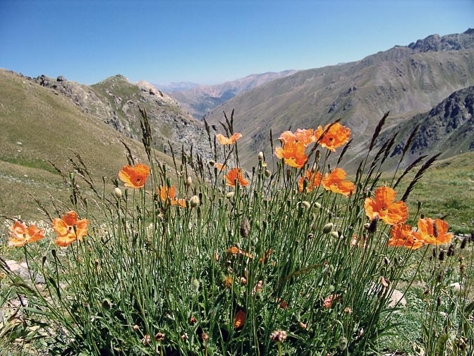 A blossom of Papavers in Buyuk Chay, 2005