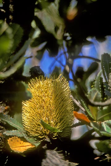 An Old Man Banksia blossom (Banksia serrata) at Wentworth Falls, the Blue Mountains, west of Sydney, New South Wales 1999