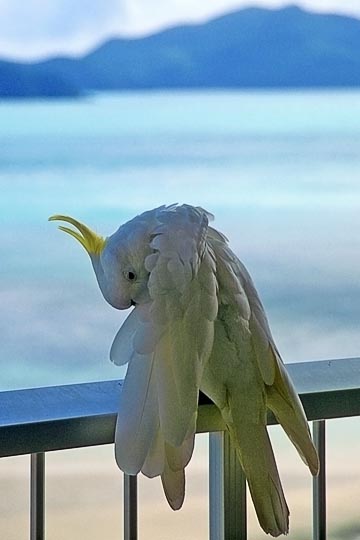 A Sulphur-crested Cockatoo (Cacatua galerita) in Hamilton Island, the Great Barrier Reef 1999