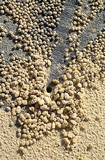 Sand formations on Fraser Island, Queensland 2000