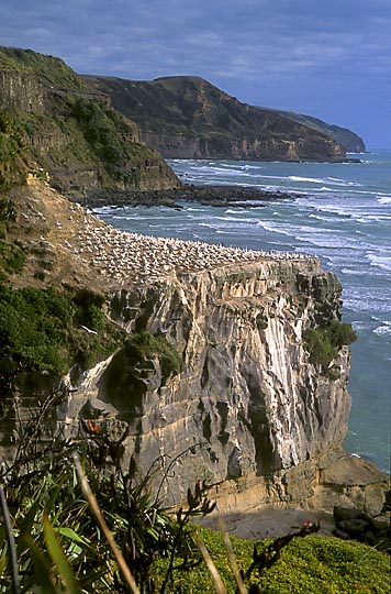 Australian gannets (Morus serrator) nesting on the cliff at Muriwai beach, the Waitakere Ranges, West Auckland 1998