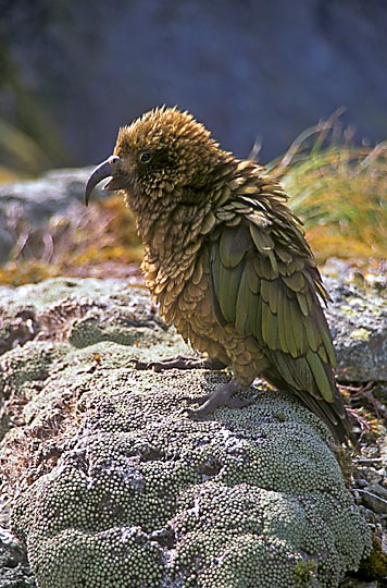 The parrot Kea (Nestor notabilis) in McKinnon Pass, the Milford Track, the South Island 1999