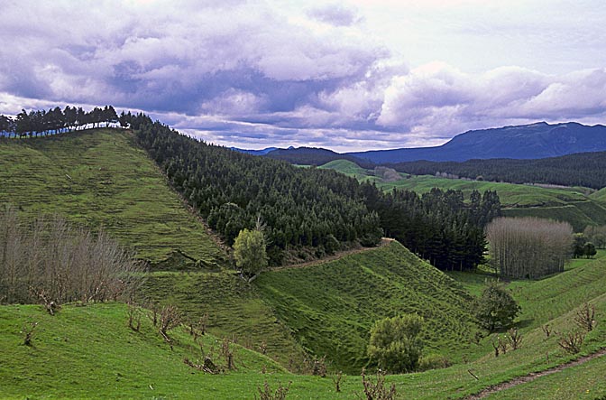 The landscape north to lake Taupo, the North Island 1999