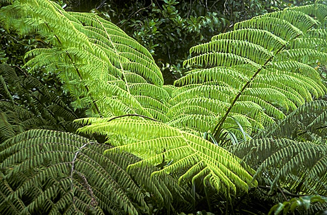 A fern (Pteridophyta) in the Waitakere Ranges forest, West Auckland 1999
